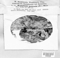 Amylocorticiellum molle image